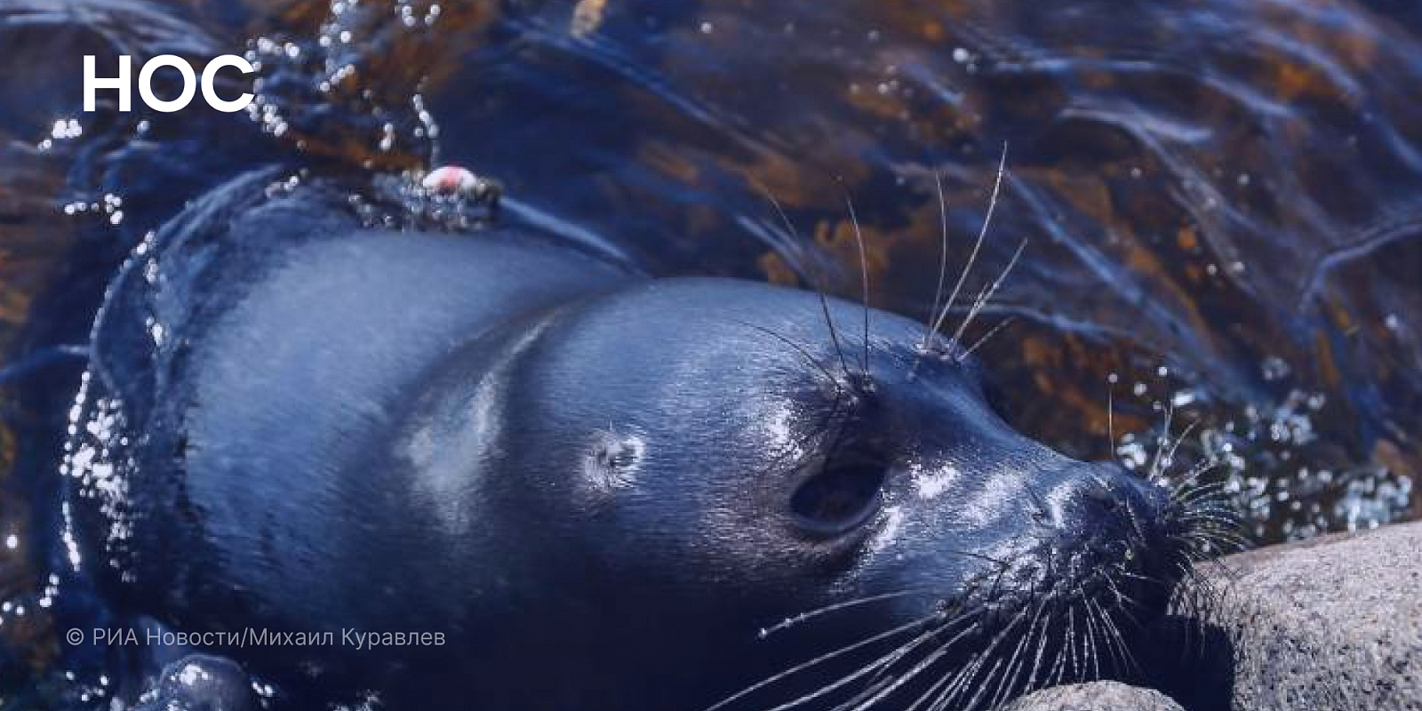 Искусственный интеллект поможет пересчитать ладожскую нерпу на Ладоге
